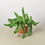 Curly Lipstick Plant 6" Pot Indoor Plants House Plant Shop