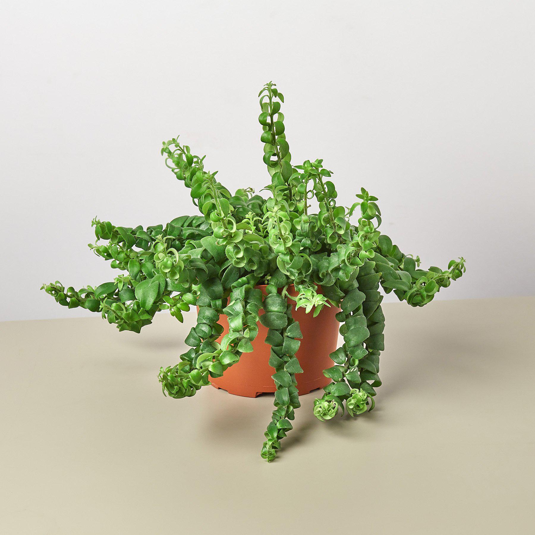 Curly Lipstick Plant 6" Pot Indoor Plants House Plant Shop