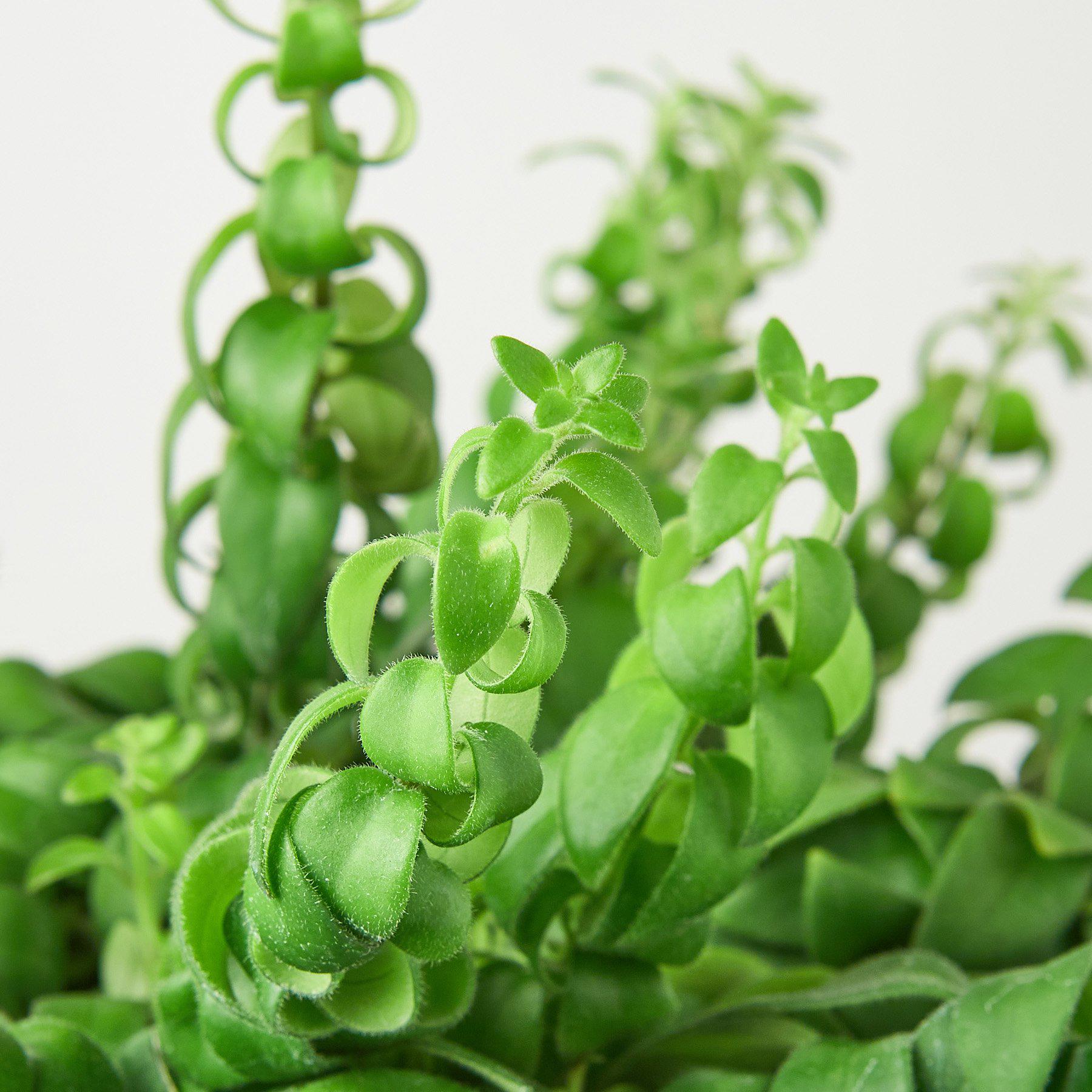 Curly Lipstick Plant 3" Pot Indoor Plants House Plant Shop