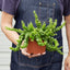 Curly Lipstick Plant Indoor Plants House Plant Shop