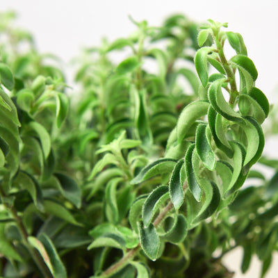 Curly Lipstick Plant Indoor Plants House Plant Shop