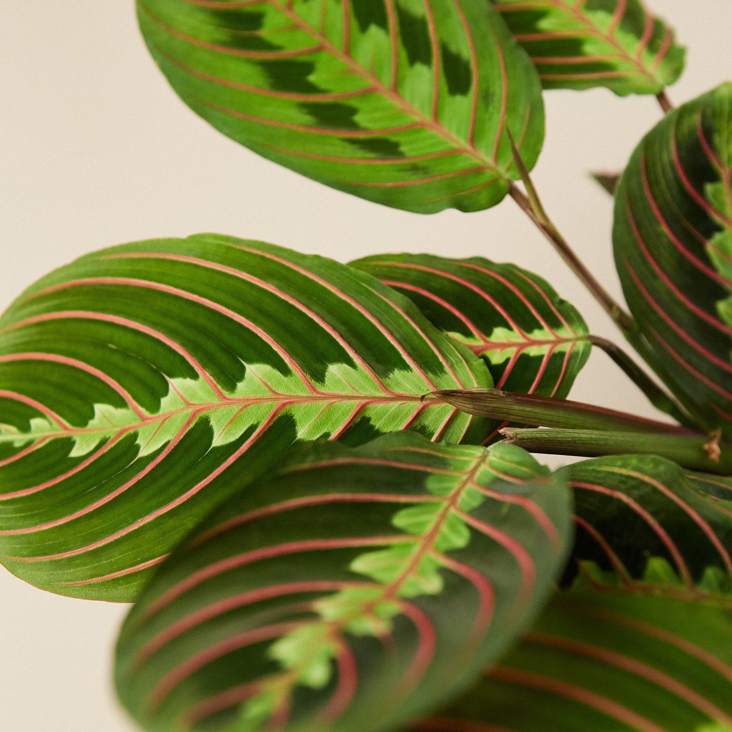 Maranta 'Red Prayer' Indoor Plants House Plant Shop