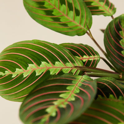 Maranta 'Red Prayer' Indoor Plants House Plant Shop