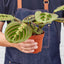 Maranta 'Red Prayer' Indoor Plants House Plant Shop