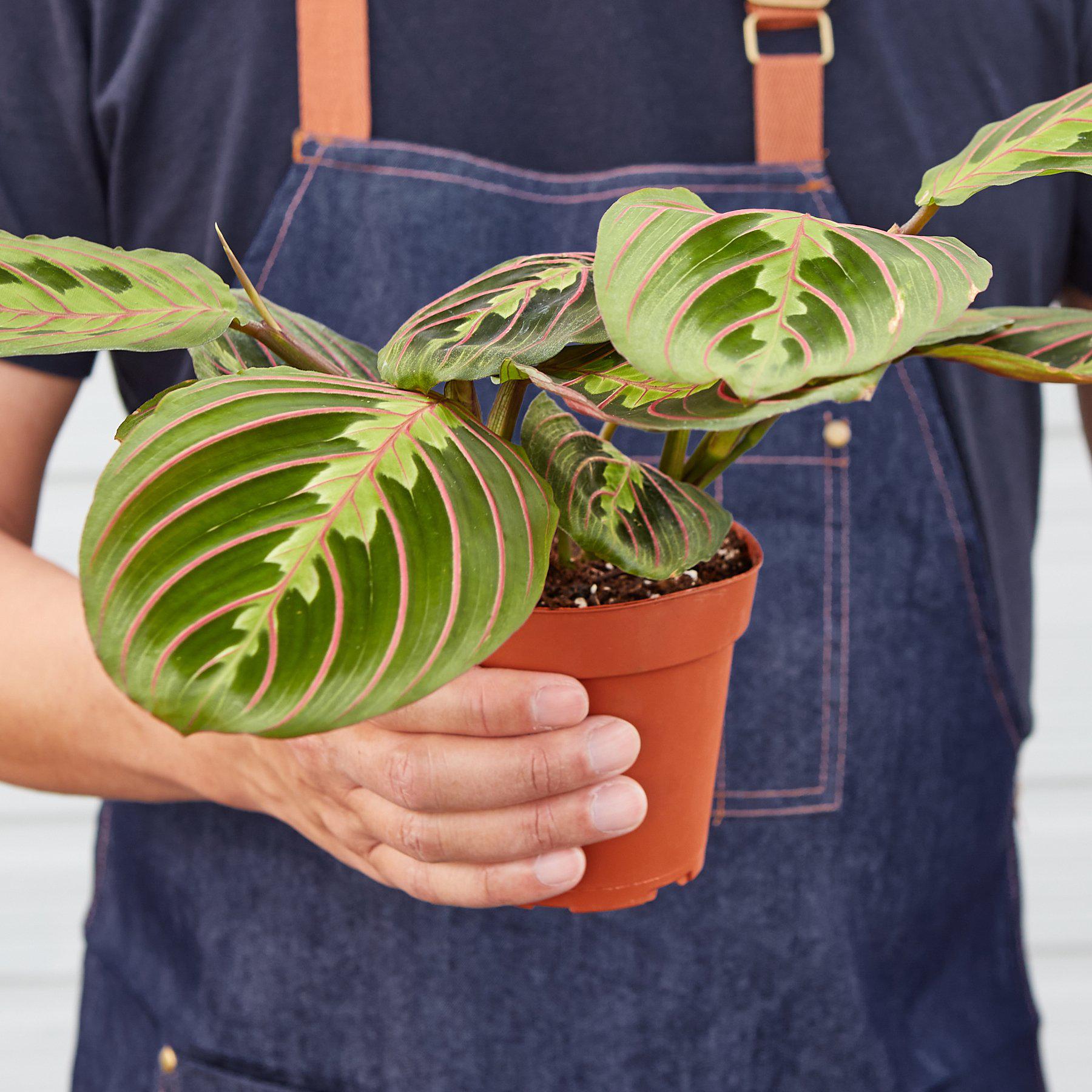 Maranta 'Red Prayer' Indoor Plants House Plant Shop