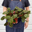 Maranta 'Red Prayer' Indoor Plants House Plant Shop