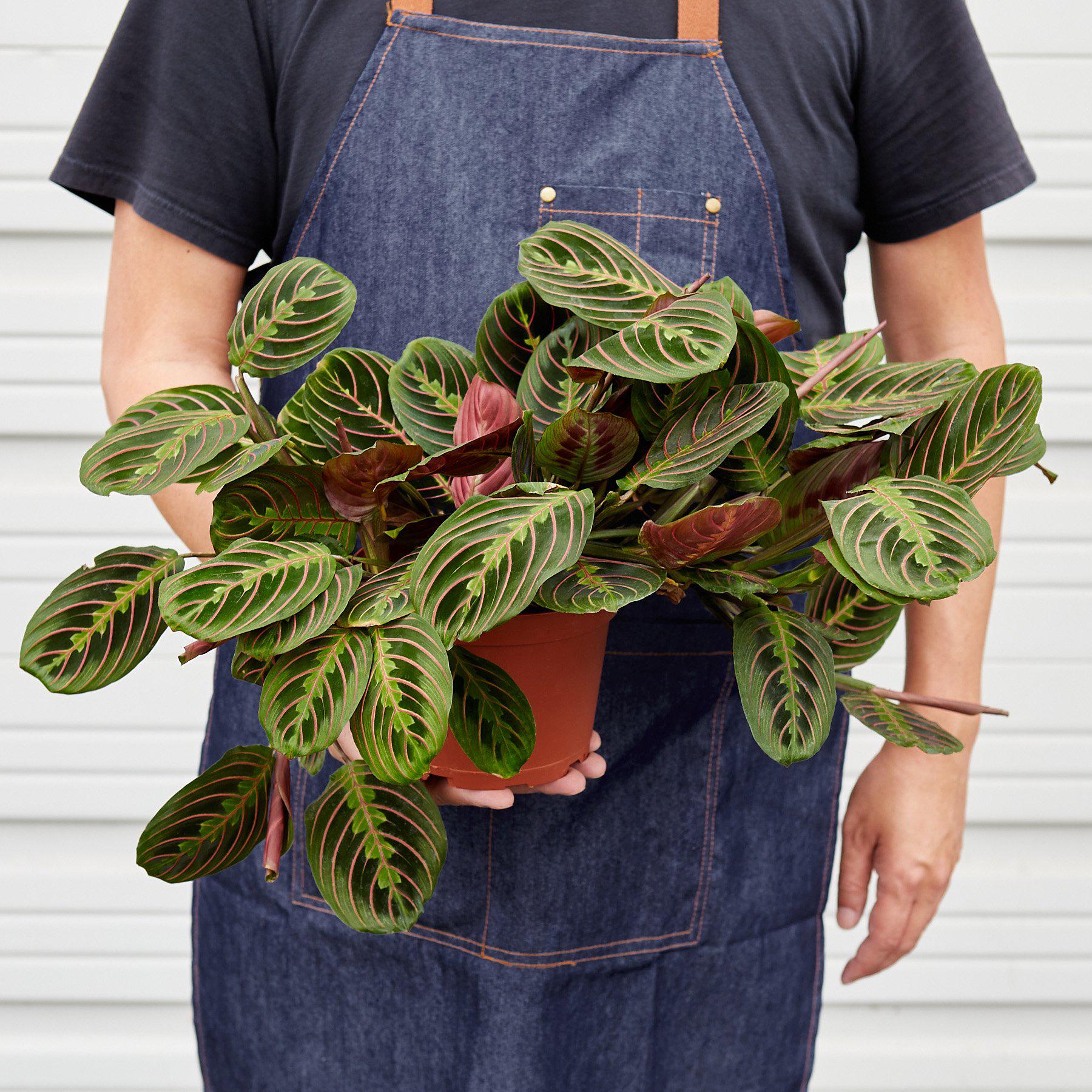 Maranta 'Red Prayer' Indoor Plants House Plant Shop