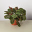 Maranta 'Red Prayer' 6" Pot Nursery Pot Indoor Plants House Plant Shop
