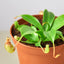 Carnivorous 'Monkey Cup' Plant Indoor Plants House Plant Shop
