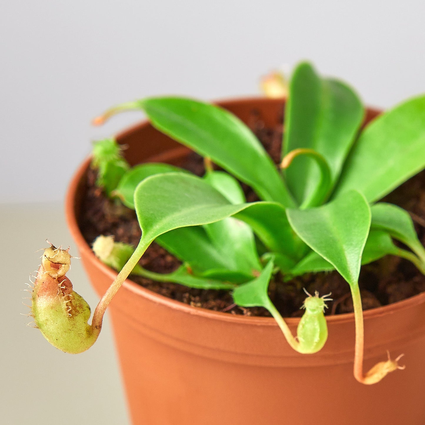 Carnivorous 'Monkey Cup' Plant Indoor Plants House Plant Shop
