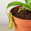 Carnivorous 'Monkey Cup' Plant Indoor Plants House Plant Shop