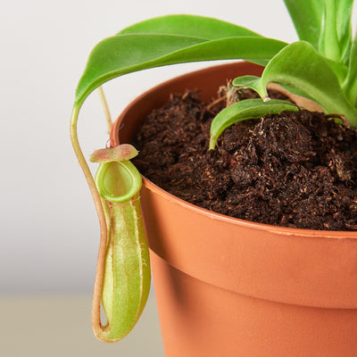 Carnivorous 'Monkey Cup' Plant Indoor Plants House Plant Shop