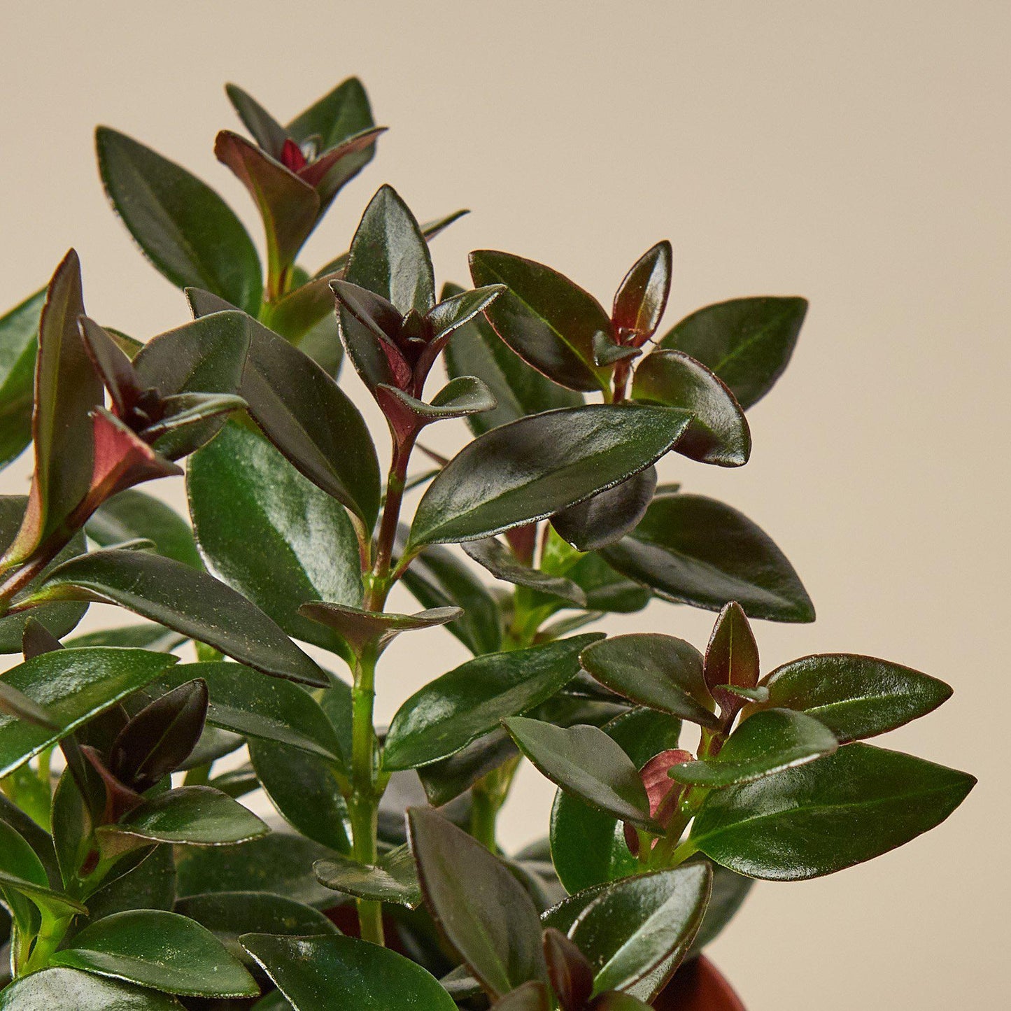 Nematanthus Black Goldfish Plant Indoor Plants House Plant Shop