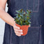 Nematanthus Black Goldfish Plant Indoor Plants House Plant Shop