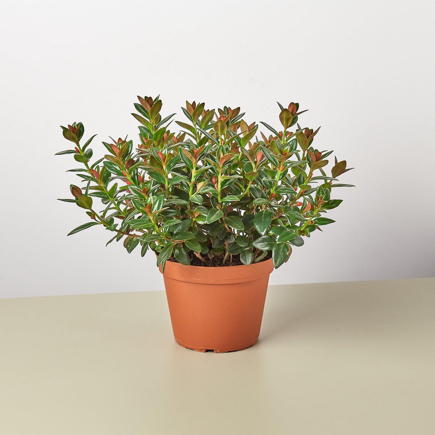 Nematanthus Black Goldfish Plant 6" Pot Indoor Plants House Plant Shop