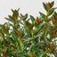 Nematanthus Black Goldfish Plant Indoor Plants House Plant Shop
