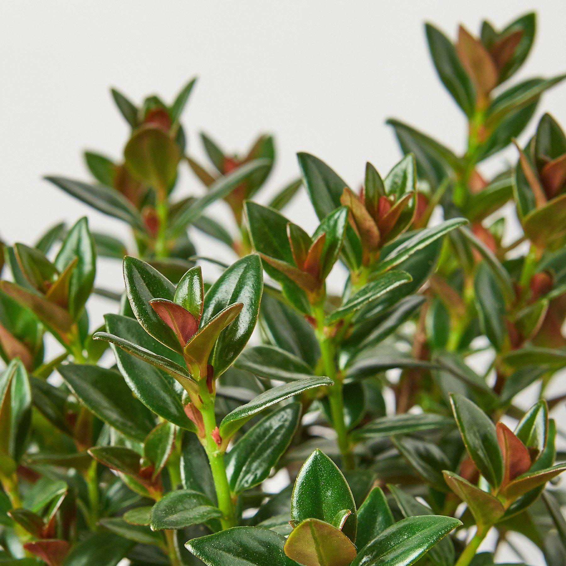 Nematanthus Black Goldfish Plant Indoor Plants House Plant Shop