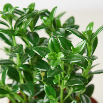 Nematanthus Candy Corn Plant 'Brazilian Firecracker' Indoor Plants House Plant Shop