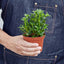 Nematanthus Candy Corn Plant 'Brazilian Firecracker' Indoor Plants House Plant Shop