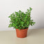 Nematanthus Candy Corn Plant 'Brazilian Firecracker' 6" Pot Nursery Pot Indoor Plants House Plant Shop