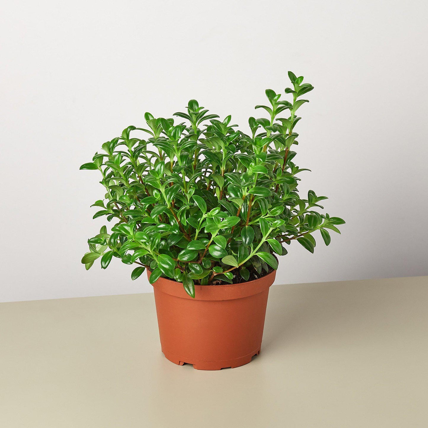Nematanthus Candy Corn Plant 'Brazilian Firecracker' 6" Pot Nursery Pot Indoor Plants House Plant Shop