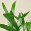 Areca Palm 6" Plant (1pk/$4.5) ($10 Ship/31oz) House Plant Shop