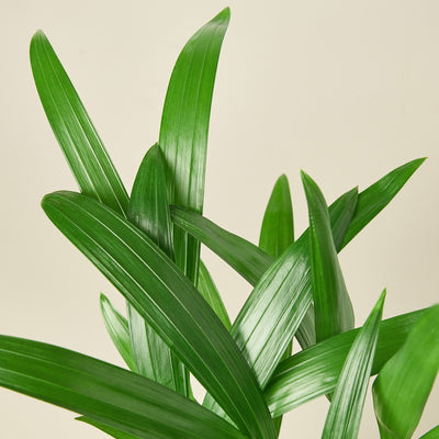 Areca Palm 6" Plant (1pk/$4.5) ($10 Ship/31oz) House Plant Shop