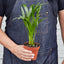 Areca Palm 6" Plant (1pk/$4.5) ($10 Ship/31oz) House Plant Shop