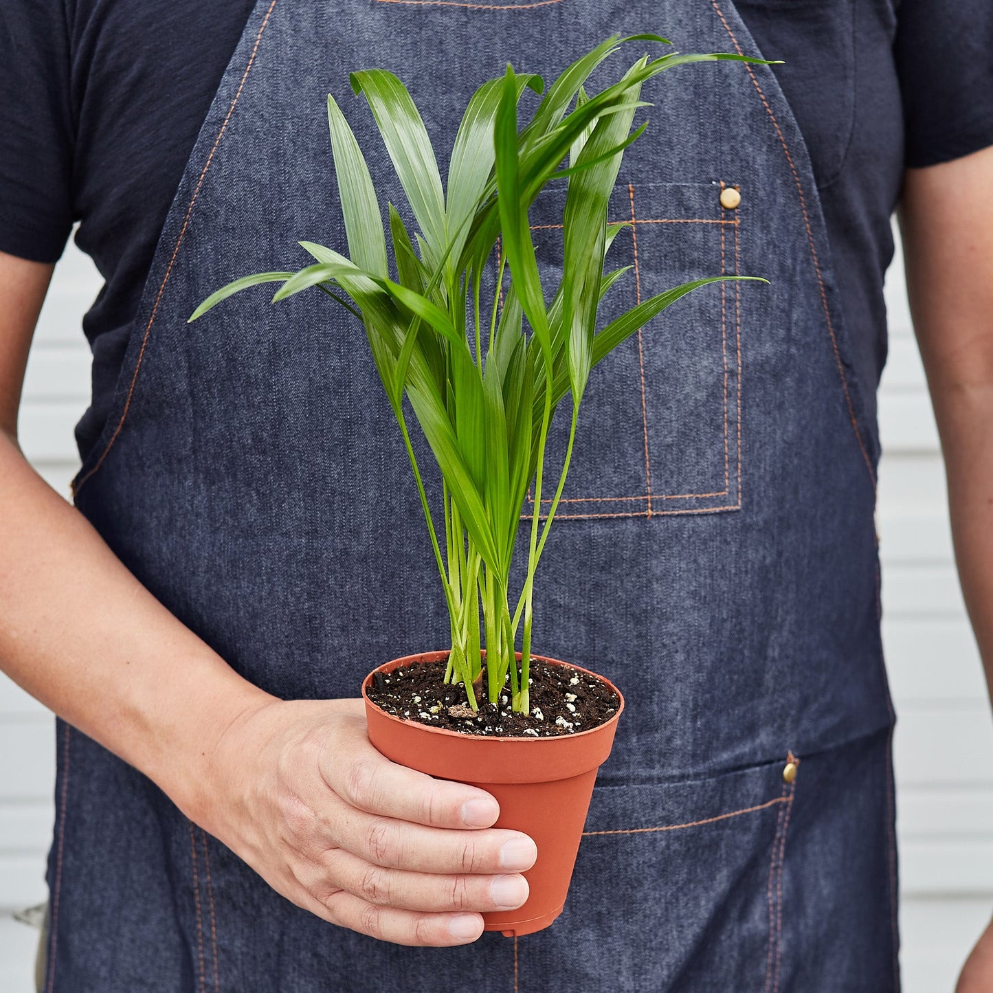 Areca Palm 6" Plant (1pk/$4.5) ($10 Ship/31oz) House Plant Shop