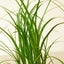 Palm Ponytail 10" Pot Nursery Indoor Plants House Plant Shop