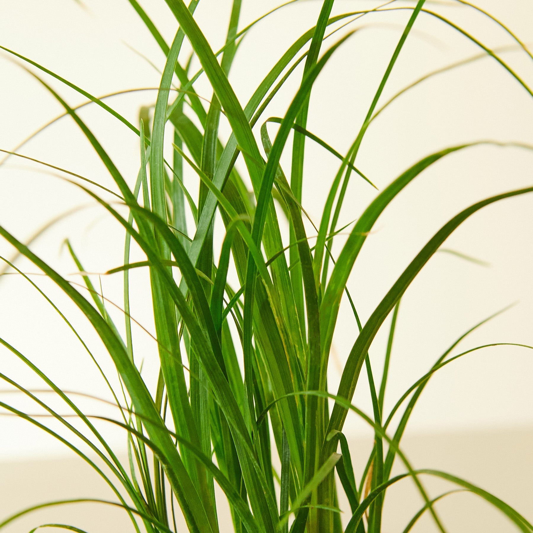 Palm Ponytail 10" Pot Nursery Indoor Plants House Plant Shop