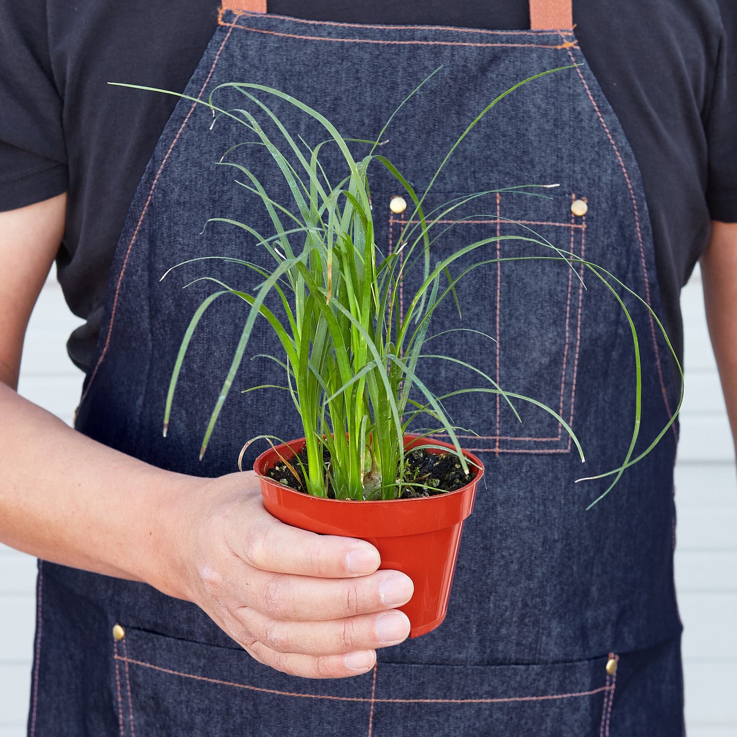 Palm Ponytail Indoor Plants House Plant Shop