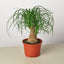 Palm Ponytail 6" Pot Nursery Indoor Plants House Plant Shop