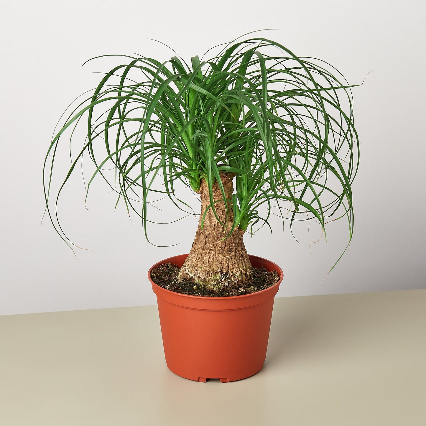 Palm Ponytail 6" Pot Nursery Indoor Plants House Plant Shop