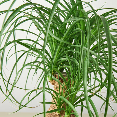 Palm Ponytail Indoor Plants House Plant Shop