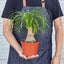 Palm Ponytail Indoor Plants House Plant Shop