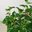 Peperomia 'Glabella' Indoor Plants House Plant Shop