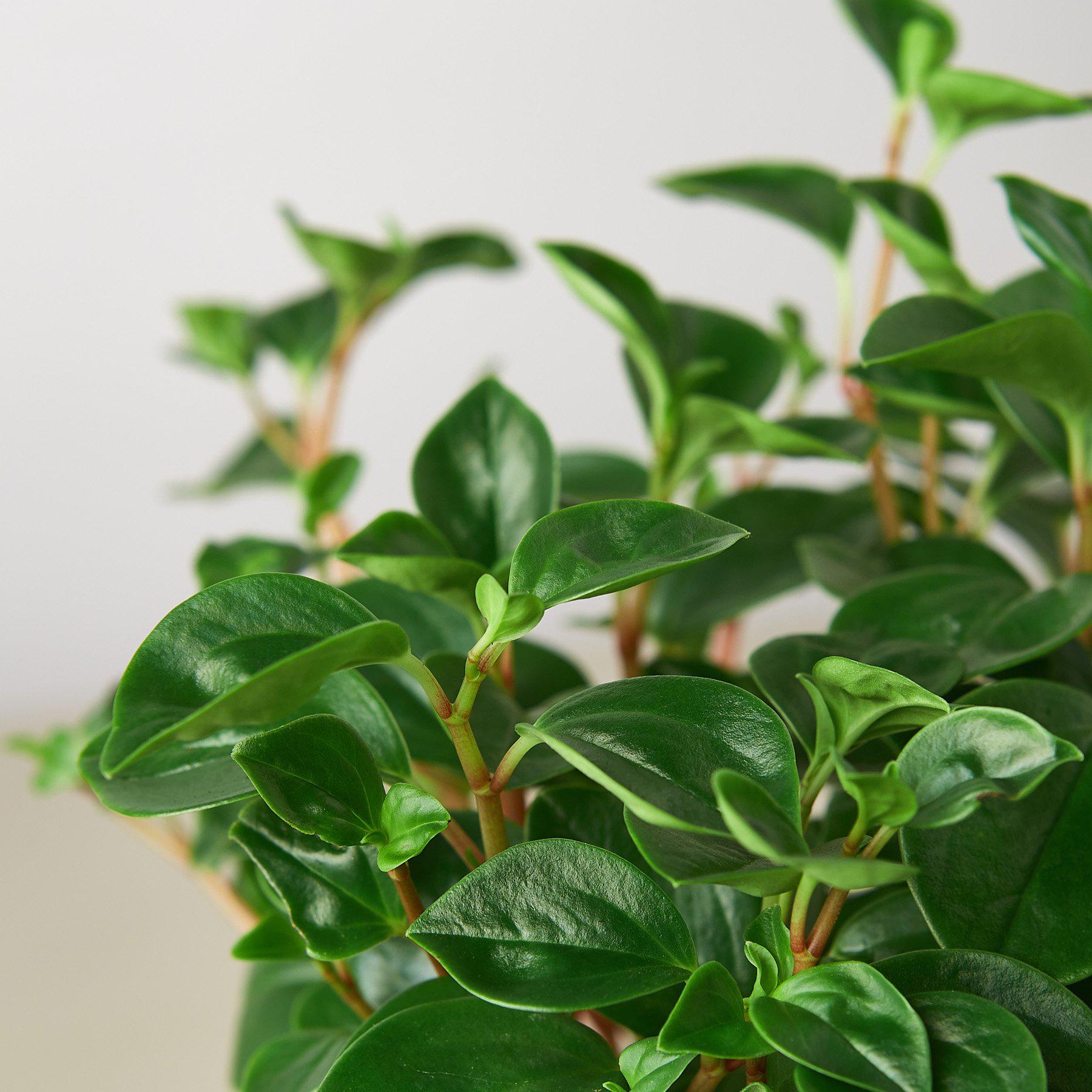Peperomia 'Glabella' Indoor Plants House Plant Shop