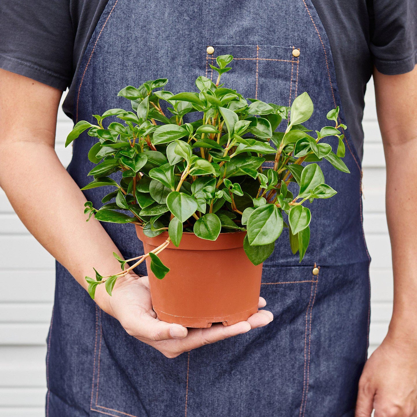 Peperomia 'Glabella' Indoor Plants House Plant Shop