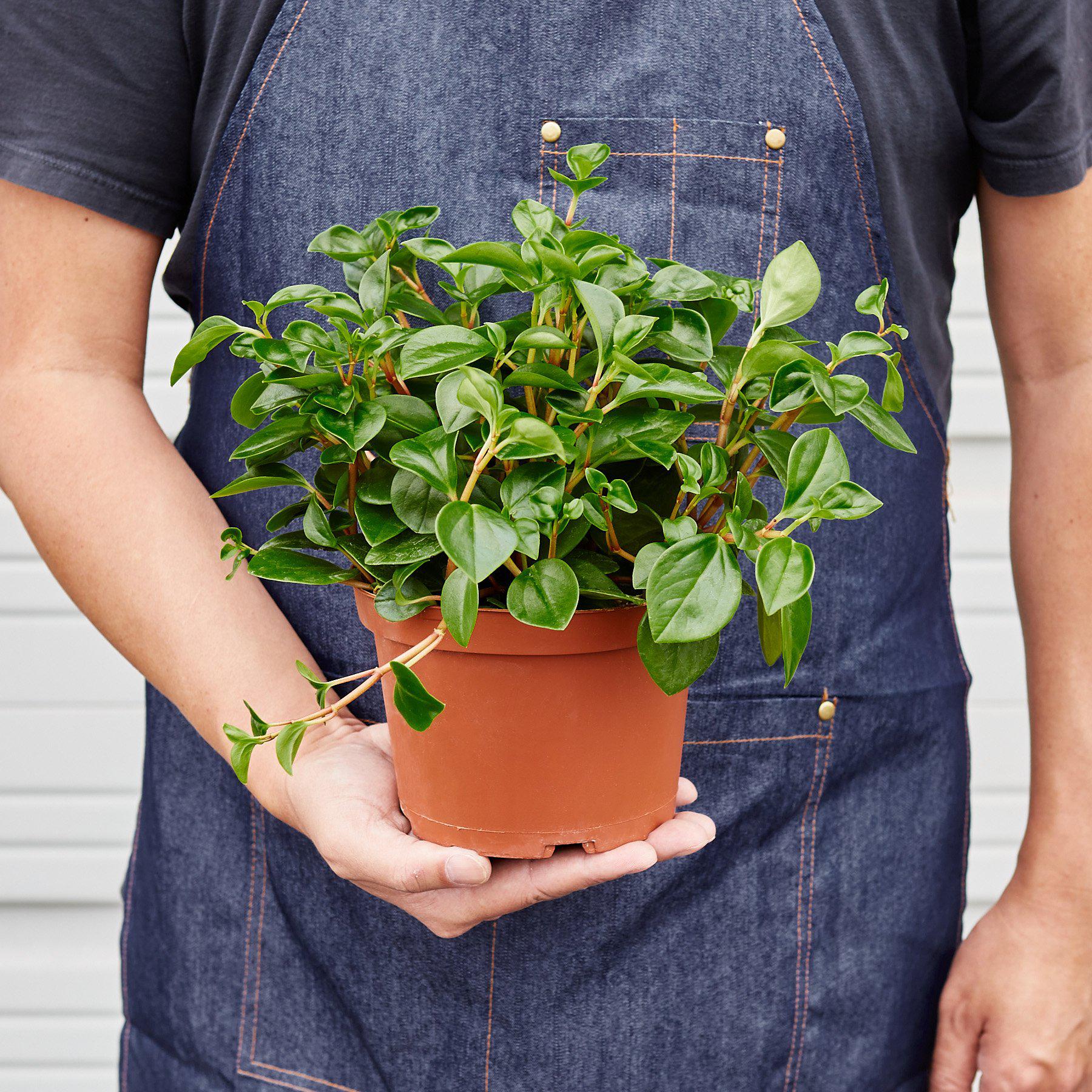 Peperomia 'Glabella' Indoor Plants House Plant Shop