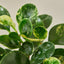 Peperomia 'Marble' 6" Pot Nursery Indoor Plants House Plant Shop
