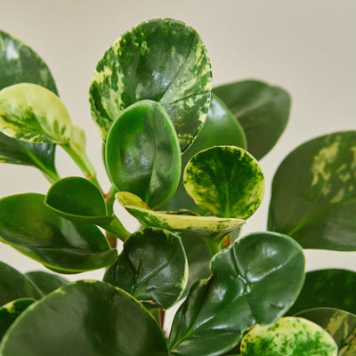 Peperomia 'Marble' 6" Pot Nursery Indoor Plants House Plant Shop