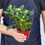 Peperomia 'Marble' Indoor Plants House Plant Shop