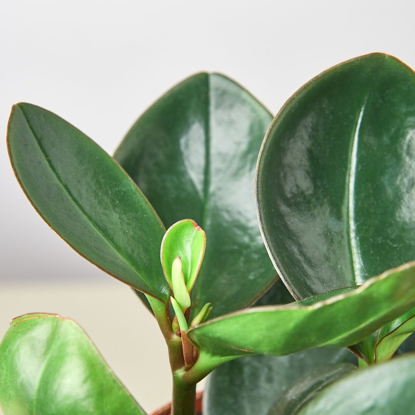 Peperomia Red Edge Indoor Plants House Plant Shop