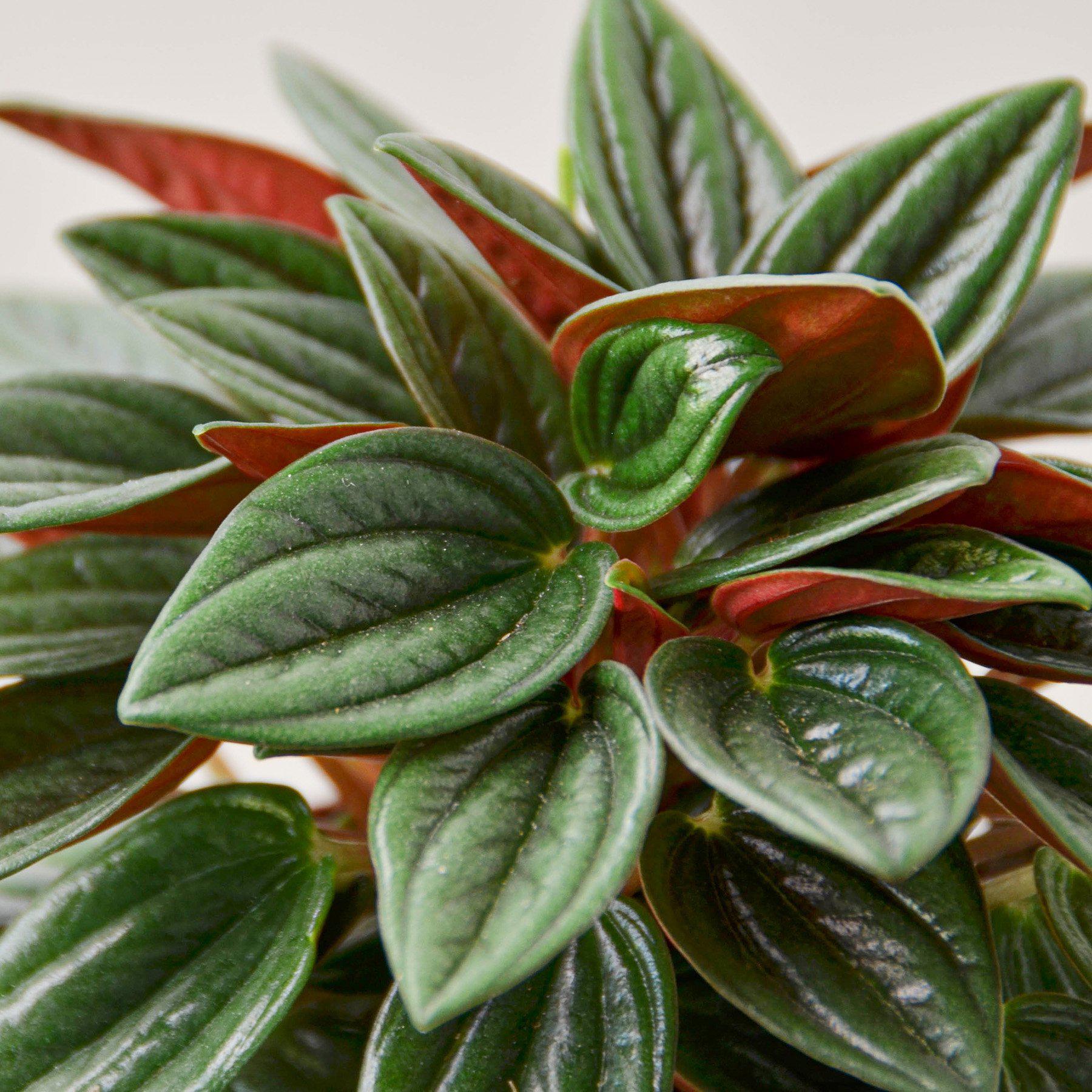 Peperomia 'Rosso' 6" Pot Nursery Indoor Plants House Plant Shop
