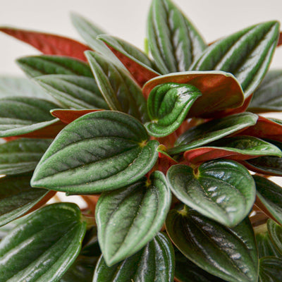 Peperomia 'Rosso' 6" Pot Nursery Indoor Plants House Plant Shop