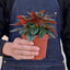Peperomia 'Rosso' Indoor Plants House Plant Shop