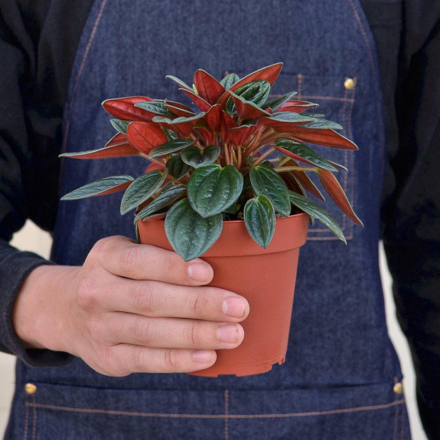 Peperomia 'Rosso' Indoor Plants House Plant Shop