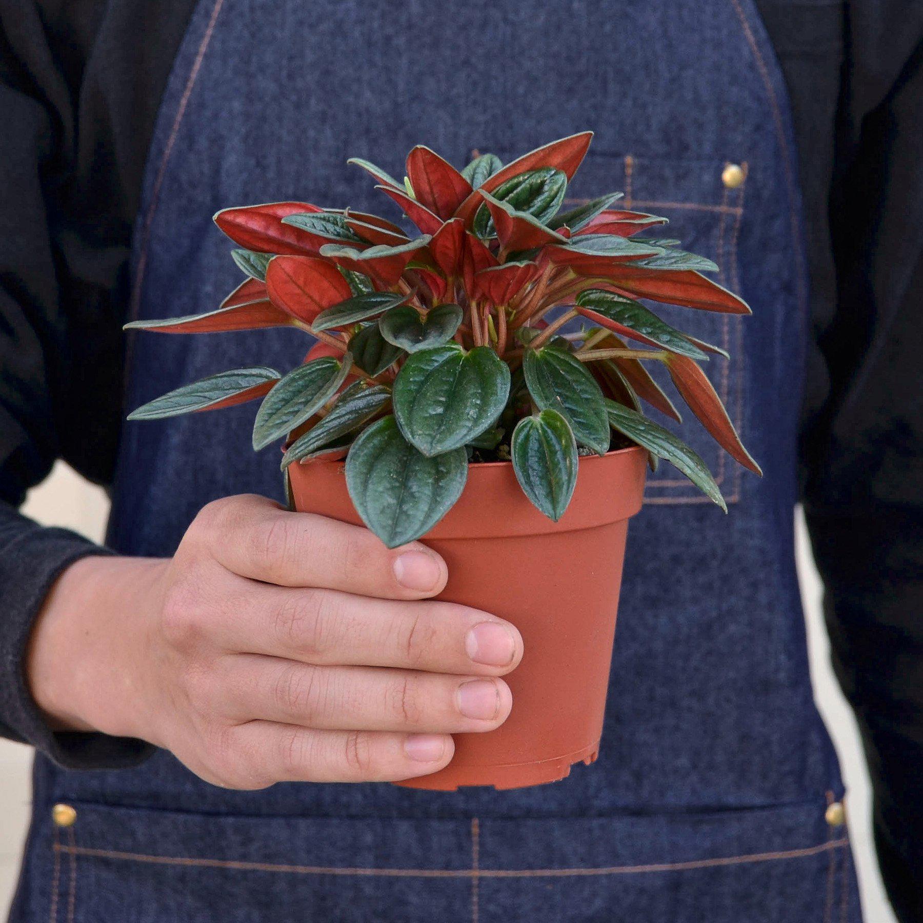 Peperomia 'Rosso' Indoor Plants House Plant Shop