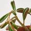 Peperomia 'Ruby Glow' 6" Pot Indoor Plants House Plant Shop
